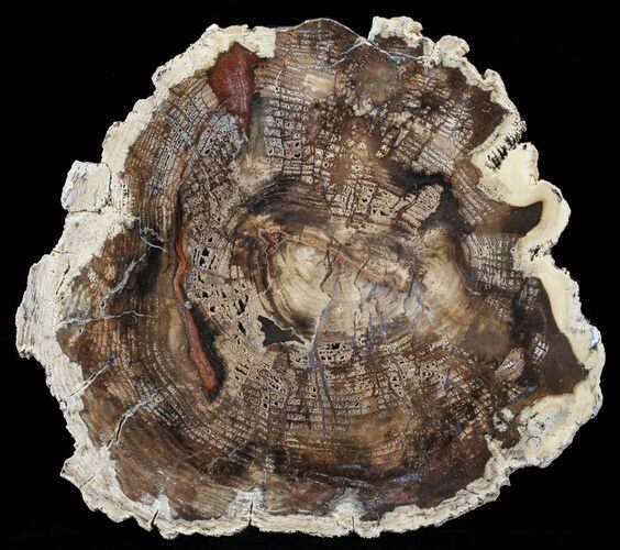 Petrified Wood (Conifer) Slab - McDermitt, Nevada #62591